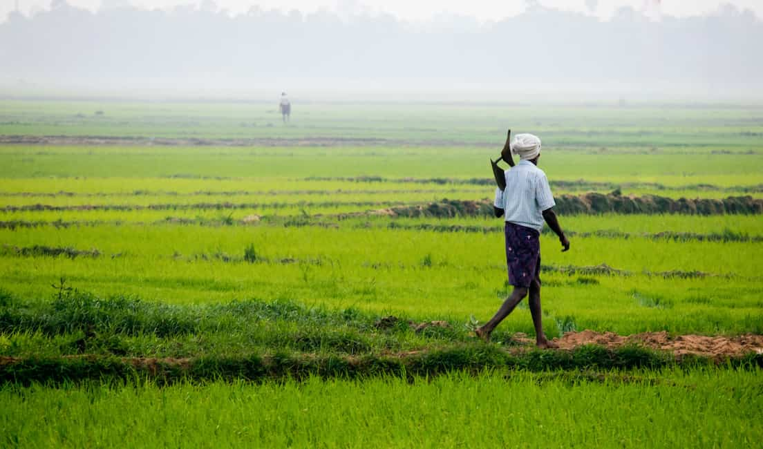 Farmer's Day